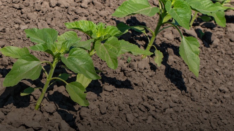 Minerales y Agro, la sinergia que mejora la fertilidad del suelo