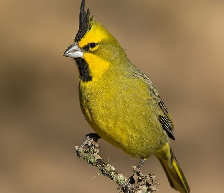 Se realizó un nuevo operativo de rescate y liberación de aves