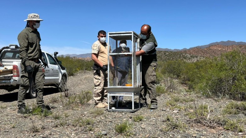 20 aves nativas regresaron a la vida silvestre