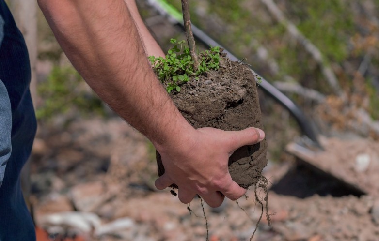 Hasta el 15 de diciembre se podrá solicitar árboles para instituciones sociales