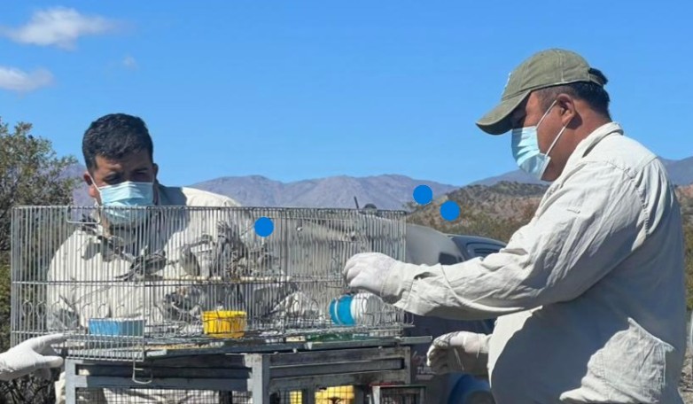 Ambiente liberó aves silvestres recuperadas en operativos contra la tenencia ilegal