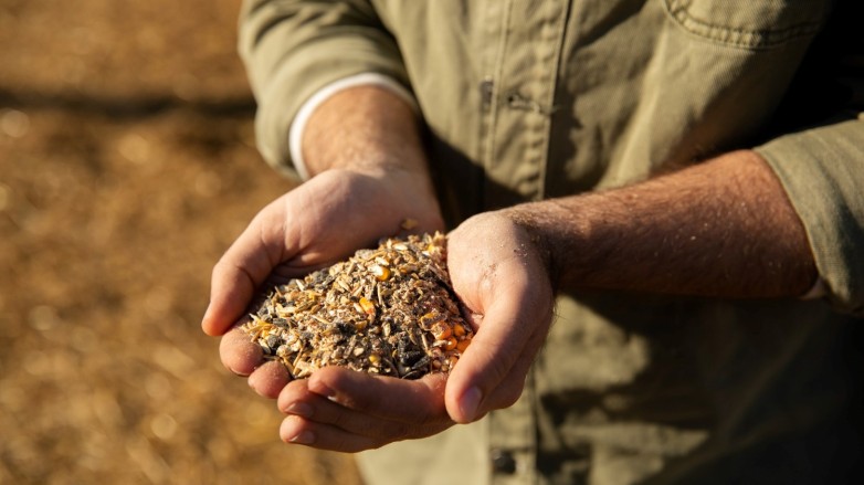 Habilitan el servicio gratuito de limpieza y clasificación de semillas hortícolas