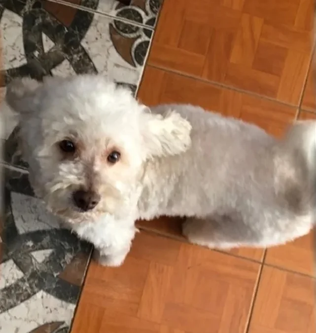 Insólito en Rivadavia: Fue a buscar a su caniche y en la peluquería le entregaron el de otro vecino