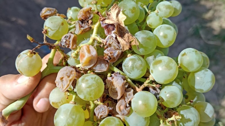 San Juan consolida resultados favorables en el control de Lobesia botrana durante la campaña 2025–2026