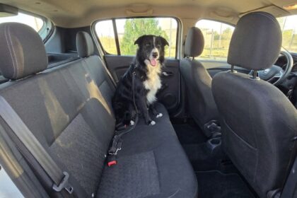 Trasladar mascotas de forma segura: qué exige la normativa vigente
