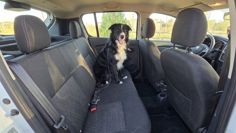 Trasladar mascotas de forma segura: qué exige la normativa vigente