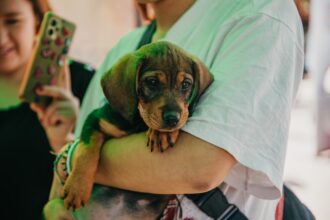 El quirófano de mascotas ofrecerá esterilizaciones gratis en Rivadavia
