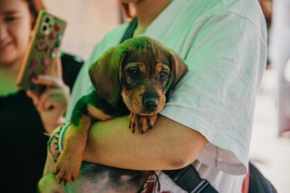 El quirófano de mascotas ofrecerá esterilizaciones gratis en Rivadavia